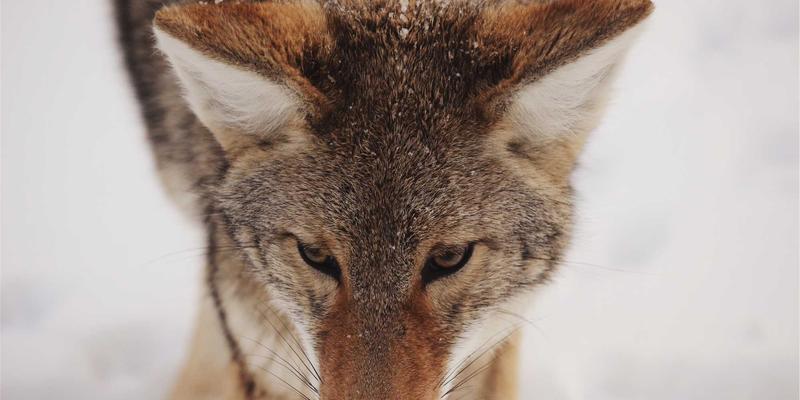 ZZ118852学习资料深度整合指南:告别信息碎片化,构建高效知识体系