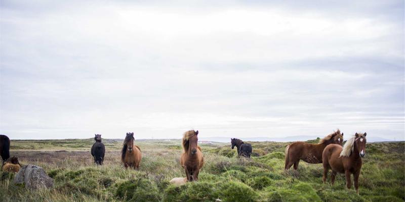 冷链物流必备指南：ZZ1188实时温度追踪与智能报警策略全解析